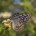 * Nomination Scarce blue tiger (Tirumala gautama gautama) male --Charlesjsharp 21:34, 26 June 2022 (UTC) * Decline  Oppose Sorry! Head and wings partially not sharp. --Steindy 00:07, 27 June 2022 (UTC)