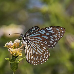 Scarce blue tiger (Tirumala gautama gautama) male underside Phi Phi.jpg