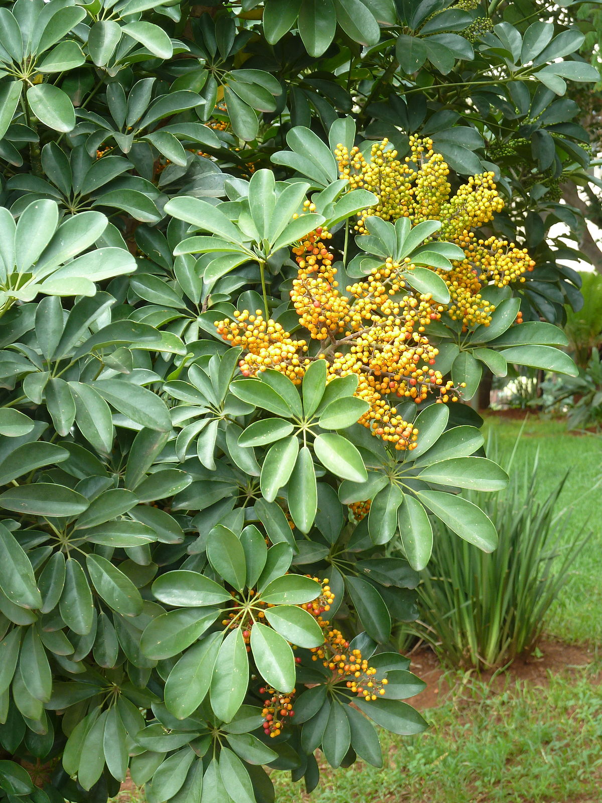 are umbrella plants poisonous to dogs