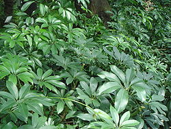 Schefflera arboricola.JPG