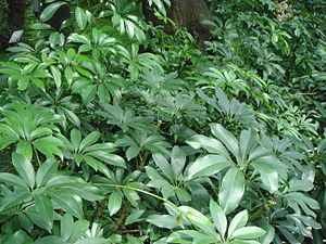 Schefflera arboricola.JPG