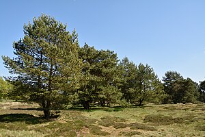 Schleswig-Holstein, Bark, Naturschutzgebiet 30 NIK 4201.JPG