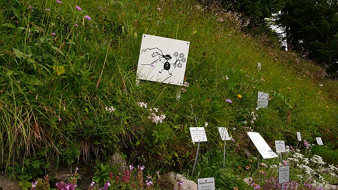 Schynige Platte Alpine Garden, Switzerland