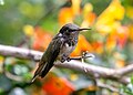 Scintillant Hummingbird (49677791032).jpg