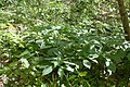 Scopolia caucasica 134016352.jpg