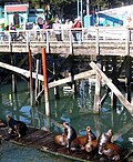 Thumbnail for File:Sea-Lions-Newport-OR.jpg