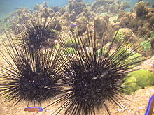 Sea urchins may cause splinters Sea Urchins enjoying sunbathing.jpg