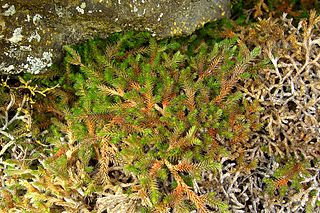 <i>Selaginella wallacei</i> Species of spore-bearing plant