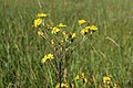 Senecio jacobaea