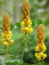 Candle Bush (Senna alata)