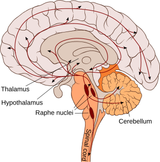 <span class="mw-page-title-main">Serotonin pathway</span> Neurons in the brain that communicate using serotonin