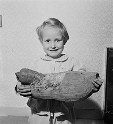 Enfant avec un sabot contenant une carotte et de la paille, posant pour la Saint-Nicolas 1953.