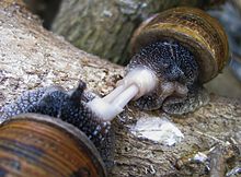 Uncertain Normally rock Mating of gastropods - Wikipedia