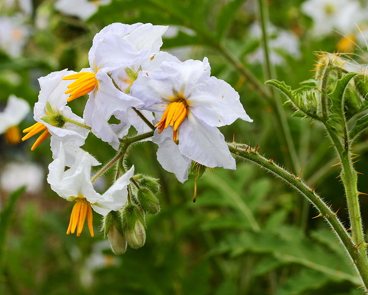 File:Solanum sisymbriifolium. Locatie De Kruidhof 02.JPG