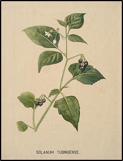 Solanum tubingense.jpg