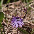 Soldanella alpina-4600 - Flickr - Ragnhild & Neil Crawford.jpg