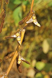 Soybean plant Soybean.USDA.jpg