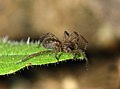 * Nomination Spider on leaf (Tegenarea feminea) -- Alvesgaspar 19:35, 15 May 2010 (UTC) * Promotion Good. --Cayambe 08:42, 17 May 2010 (UTC)