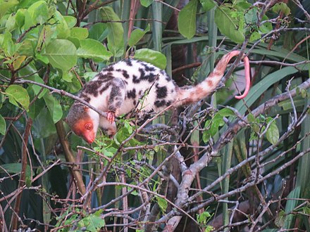 Waigeou cuscus, the endemic fauna in Raja Ampat