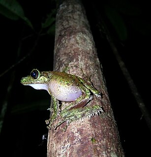 <i>Spinomantis aglavei</i> Species of frog