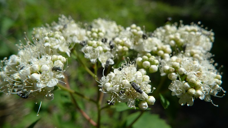 File:Spiraea lucida 3.jpg