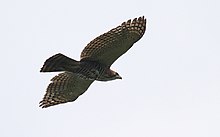 Adult in flight, Darien National Park (Panama). Spizaetus-ornatus-002.jpg