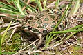 Spotted-Marsh-Frog.jpg