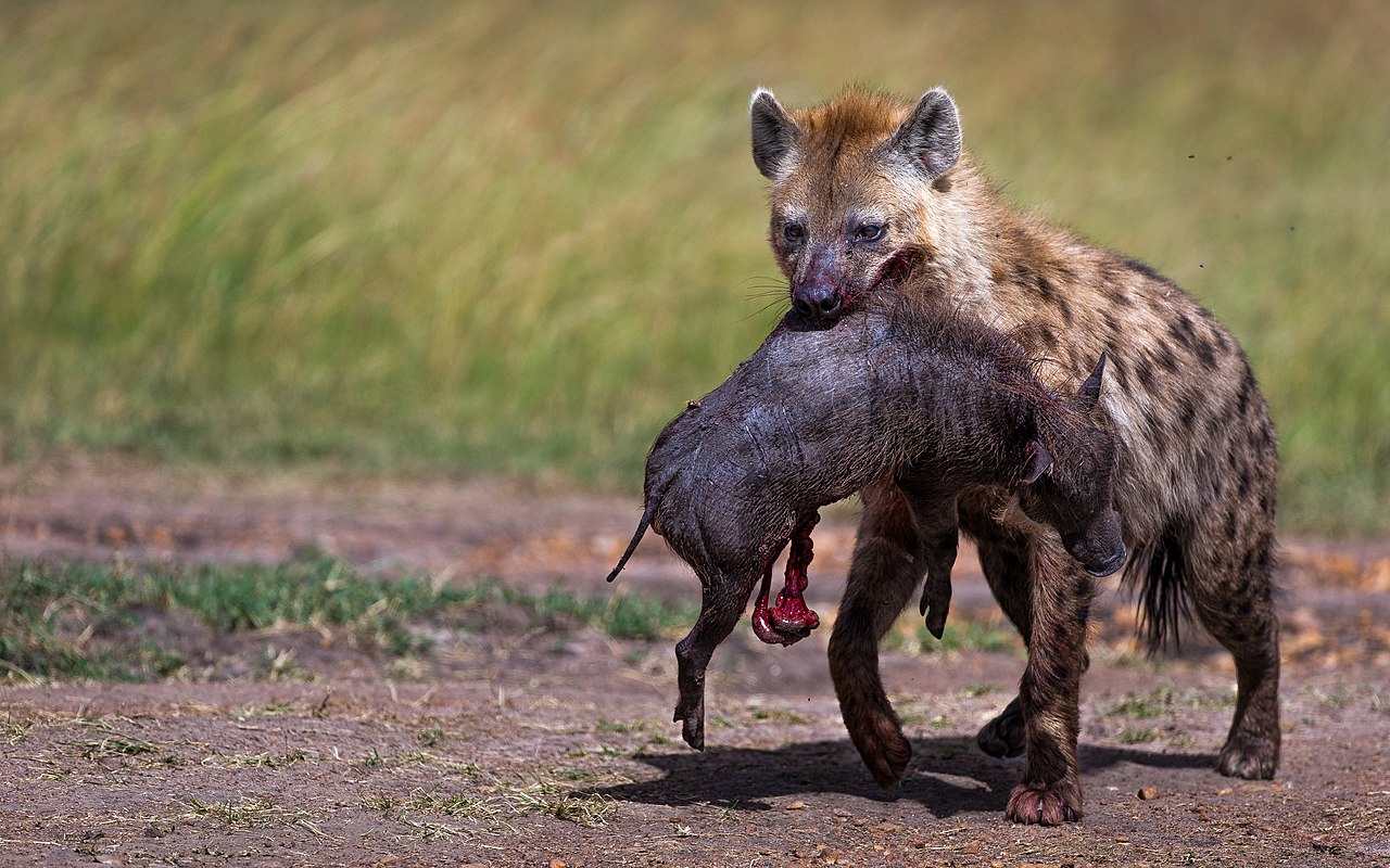 can a hyena kill a dog