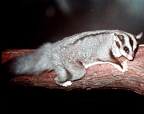 Squirrel-Glider-at-Lone-Pine.jpg resminin açıklaması.