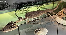 Stangerochampsa skeleton at NMNH.jpg