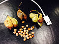 Staphylea pinnata fruit and seeds