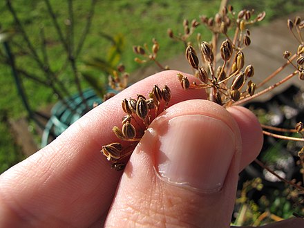 Dried dill fruit clusters with fingers to scale.
