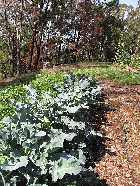 File:Starr-091108-9384-Brassica oleracea var botrytis-broccoli in vegetable garden-Olinda-Maui (24693728970).jpg