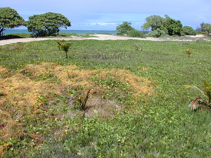 File:Starr 010818-0054 Cuscuta sandwichiana.jpg