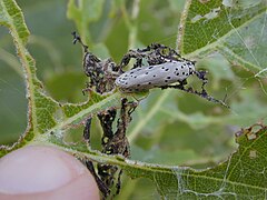 Ethmia nigroapicella