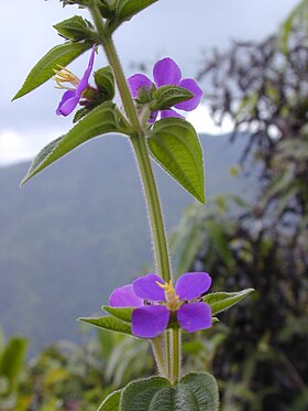 T. herbaceae