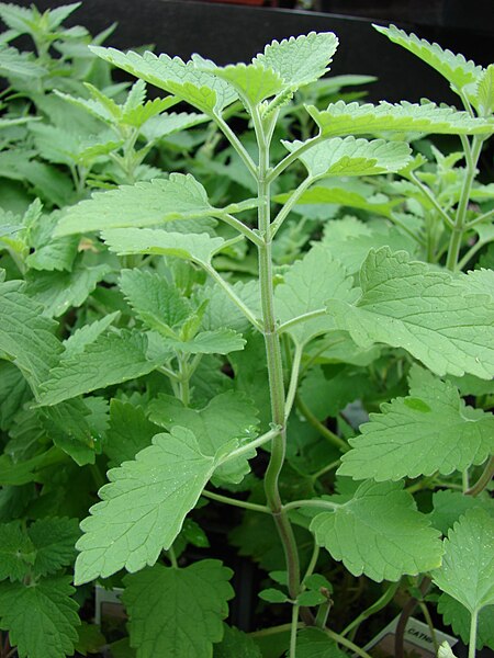 Image: Starr 070906 8819 Nepeta cataria