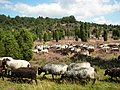 Folc d'ovelles de la raça Heidschnucke