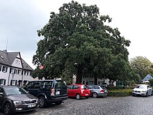 English oak (ND 611) Quercus robur.jpg