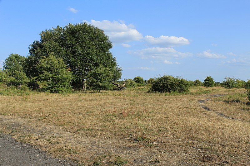 File:Stiftungsland Schäferhaus Süd Hitzewelle 2018 A2.jpg