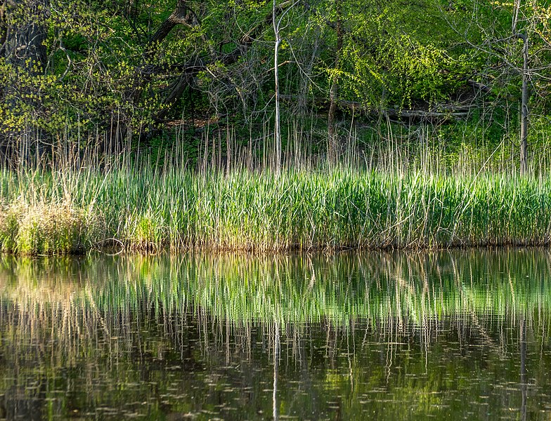 File:Strack Pond (01895).jpg