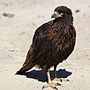 Thumbnail for Striated caracara