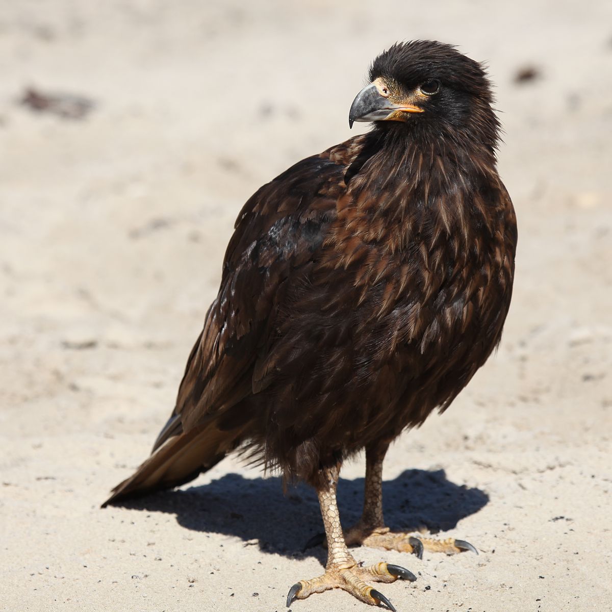 1200px-Striated_Caracara_on_Saunders_Isl