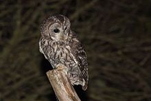 2017 Tawny Owl