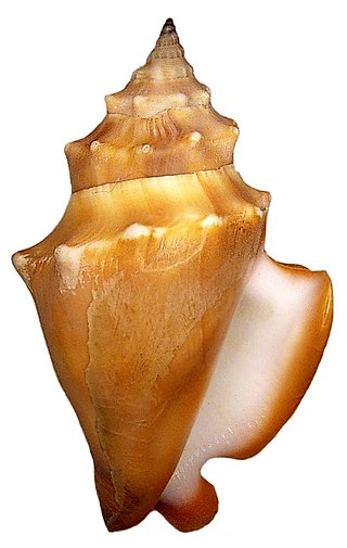 <i>Strombus gracilior</i> Species of gastropod