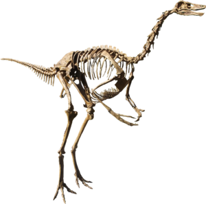 Struthiomimus csontváza