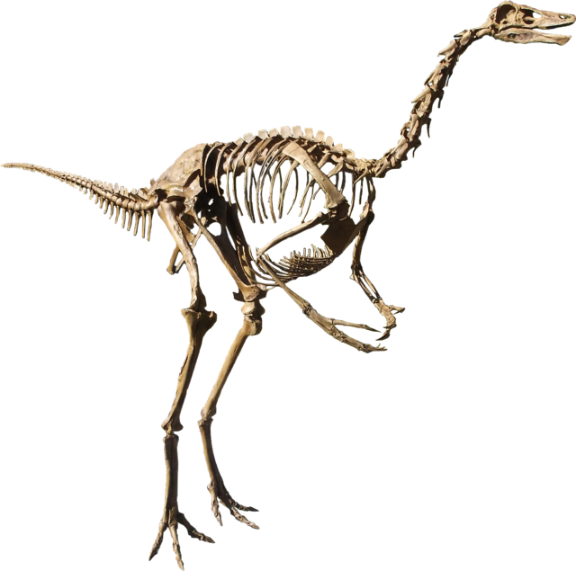 Struthiomimus, illustration. The fastest dinosaur runners were the  long-tailed ostrich-like dinosaurs such as Struthiomimus Stock Photo - Alamy