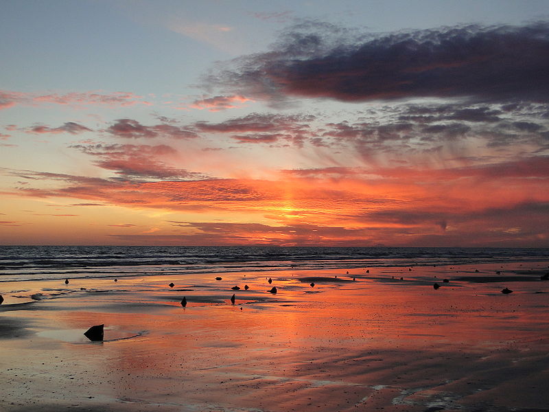 File:Submerged forest at Ynyslas, Ceredigion.jpg