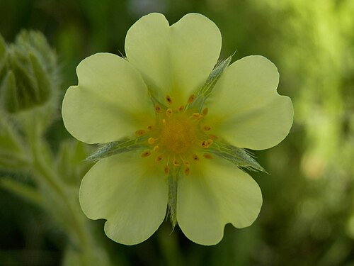 Cinquefoil (Potentilla sp.)