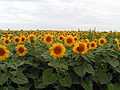 A Sun Flower field in România